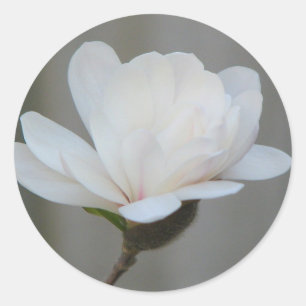 Sticker Rond Nouvelle fleur du centenaire de Magnolia