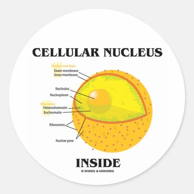 Sticker Rond Noyau cellulaire à l'intérieur (biologie cellulair (Devant)