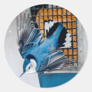 Sticker Rond Nuthatch à poitrine blanche en neige - Photo origi