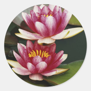 Sticker Rond Nymphéas hybrides