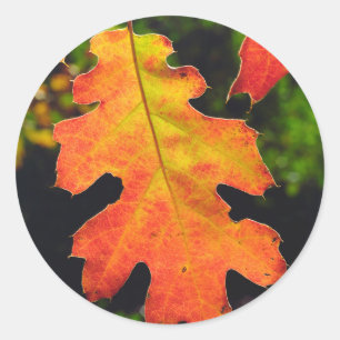 Sticker Rond Oak Leaf dans Six Rivers National Forrest