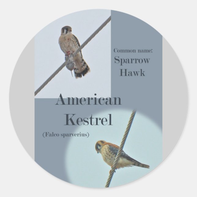 Sticker Rond Objets de Kestrel Américain (Falco sparverius) (Devant)