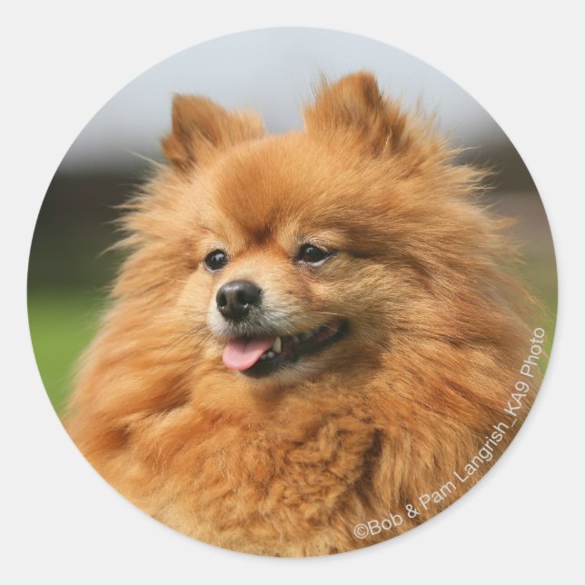 Sticker Rond Observation de Pomeranian (Devant)