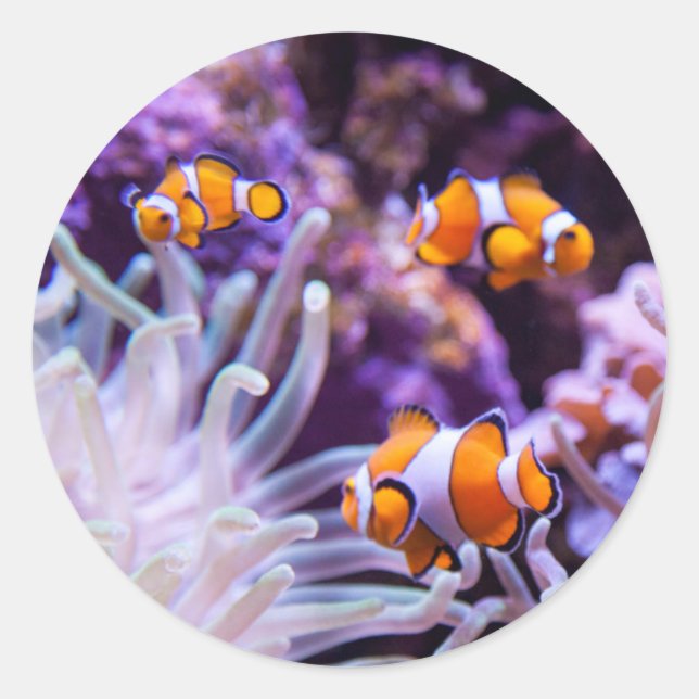 Sticker Rond Ocellaris clownfish | Amphiprion ocellaris (Devant)