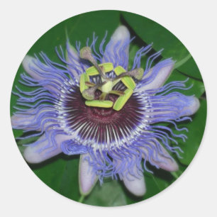 Sticker Rond Ocoee flower Passiflora caerulea Fleur de passion