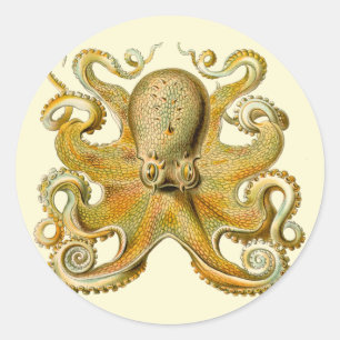 Sticker Rond Octopus illustration antique monstre marin