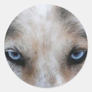 Sticker Rond Oeil bleu Husky