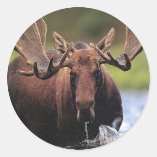 Sticker Rond Oie