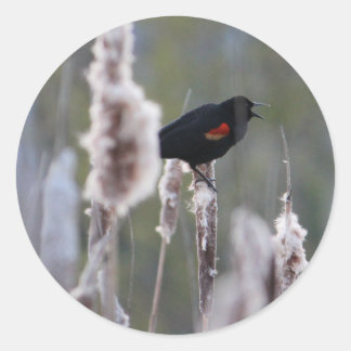 Sticker Rond Oiseau à ailes rouges (Agelaius phoeniceus)