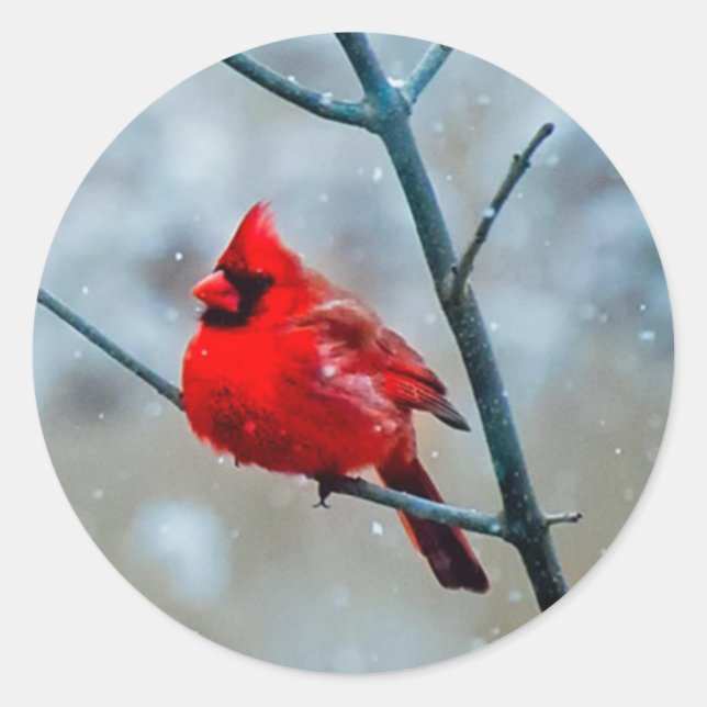 Sticker Rond Oiseau cardinal rouge Fluffy d'hiver froid, Snowtr (Devant)
