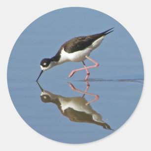 Sticker Rond Oiseau de fond Calme Réflexion de l'eau Photo Natu