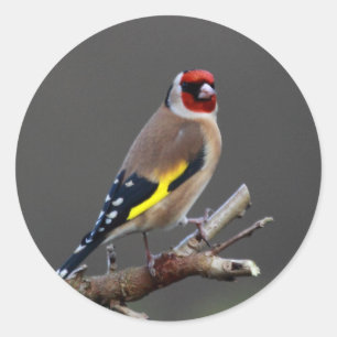 Sticker Rond Oiseau de Goldfinch