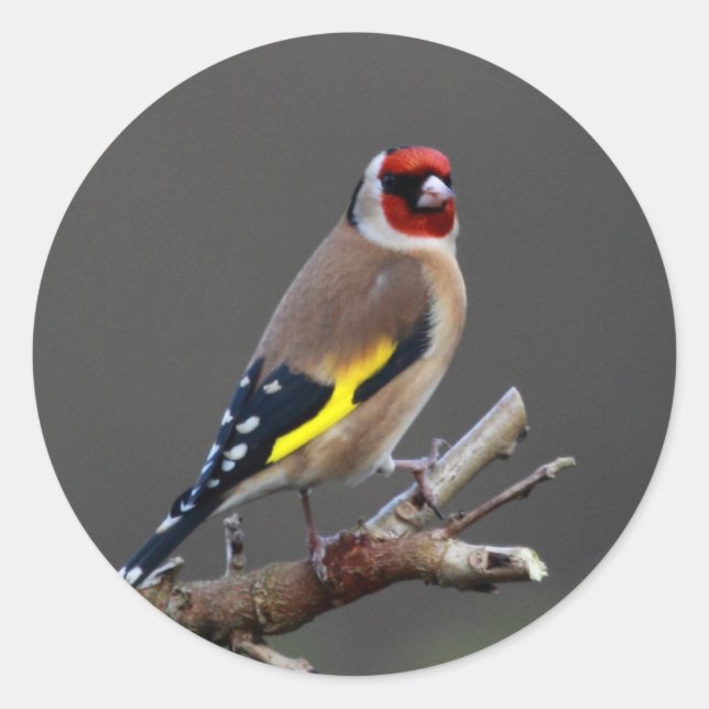 Sticker Rond Oiseau de Goldfinch (Devant)