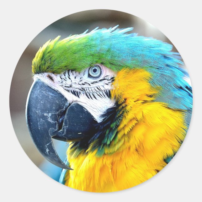 Sticker Rond Oiseau de perroquet Portrait animal (Devant)