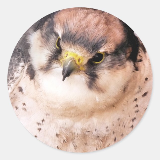STICKER ROND OISEAU DE PROIE (Devant)