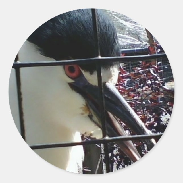 Sticker Rond Oiseau exotique à l'image Zoo (Devant)