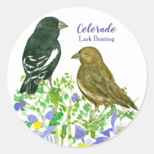 Sticker Rond Oiseaux de brume Colorado Columbine