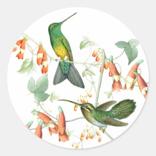 Sticker Rond Oiseaux de colibri Fleurs sauvages Animaux Floraux