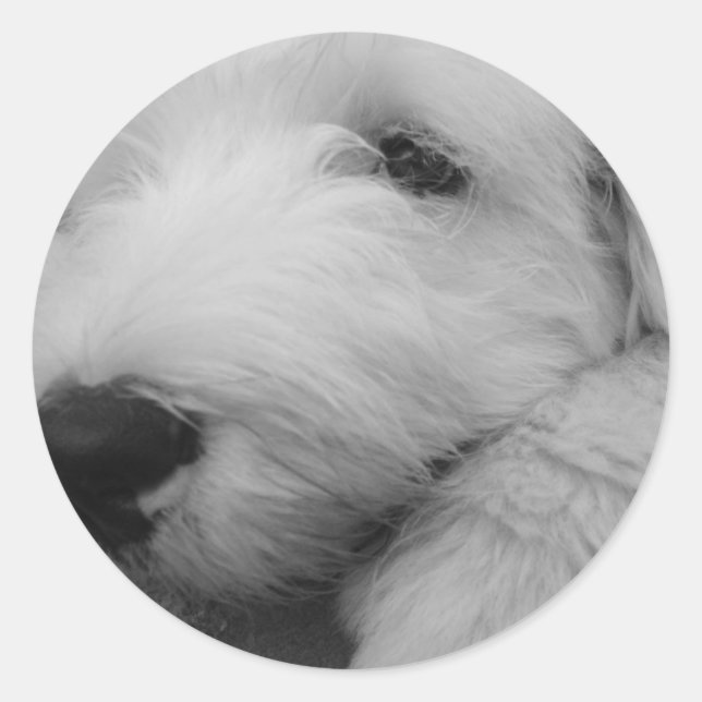 Sticker Rond Old English Sheepdog (Devant)