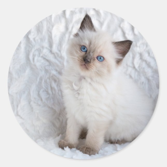 Sticker Rond One young ragdoll cat sitting on in chair (Devant)
