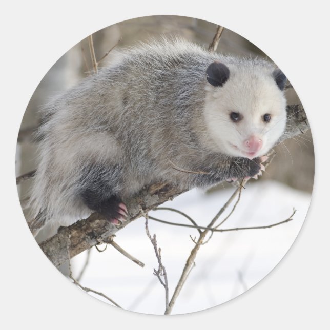 Sticker Rond Opossum Love (Devant)