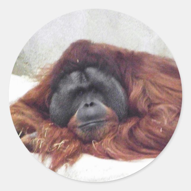 Sticker Rond Orang-outan (Devant)