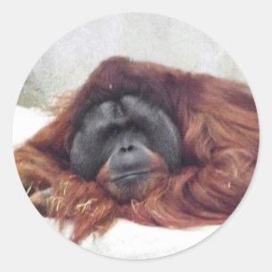 Sticker Rond Orang-outan