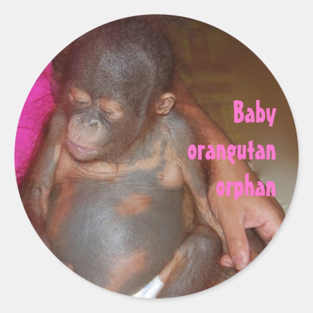 Sticker Rond Orang-outan orphelin d'animaux de bébé (Devant)