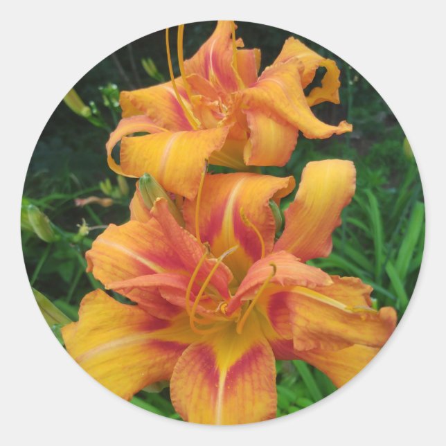 Sticker Rond Orange Daylily Blooms (Devant)
