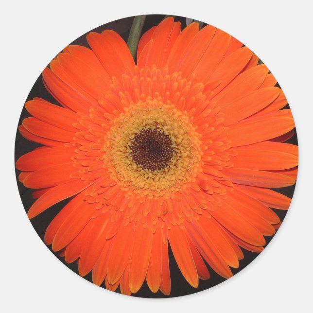 Sticker Rond Orange Gerber Daisy (Devant)