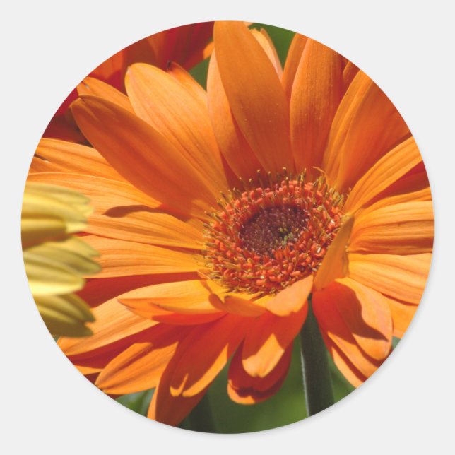 Sticker Rond Orange Gerbera (Devant)