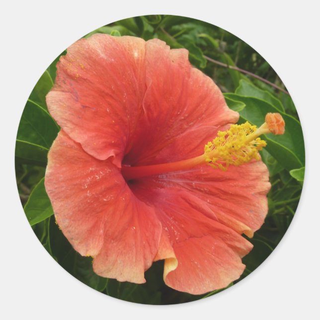 Sticker Rond Orange Hibiscus Fleur Tropical Floral (Devant)