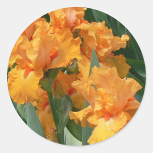 Sticker Rond Orange Irises