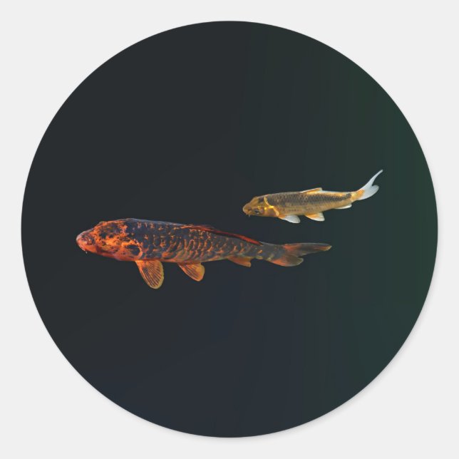 Sticker Rond Orange Koi et Gold Koi (Devant)