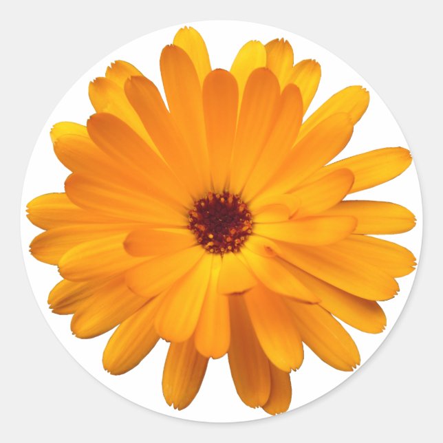 Sticker Rond Orange Marigold (Devant)