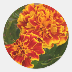 Sticker Rond Orange Marigolds Ftriking Garden Photo