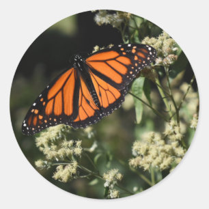 Sticker Rond Orange Noir Monarque Papillon Nature Photographie