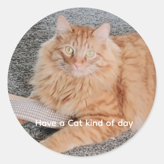 Sticker Rond Orange Tabby cat  (Devant)