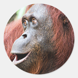 Sticker Rond Orangutan