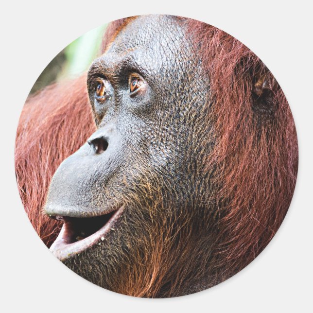 Sticker Rond Orangutan (Devant)