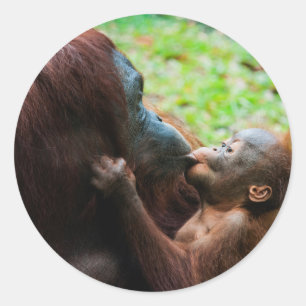 Sticker Rond Orangutan mother et baby