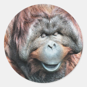 STICKER ROND ORANGUTANS
