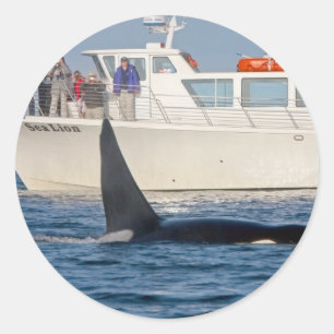 Sticker Rond Orca Killer Whale -transitoire, washington