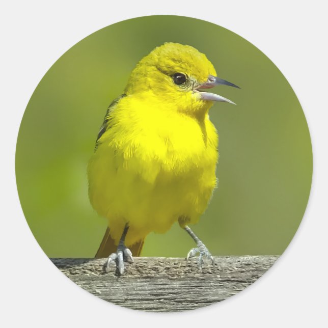 Sticker Rond Orchard Oriole - Photo originale (Devant)