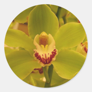 Sticker Rond Orchid Green Cymbidium