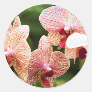 Sticker Rond Orchid hybride, Afrique du Sud