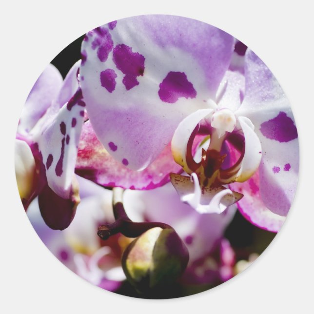 Sticker Rond Orchidée (Devant)