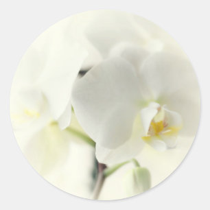Sticker Rond Orchidée