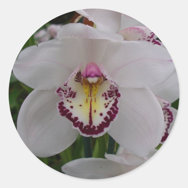 Sticker Rond Orchidée blanche II Élégante florale (Devant)