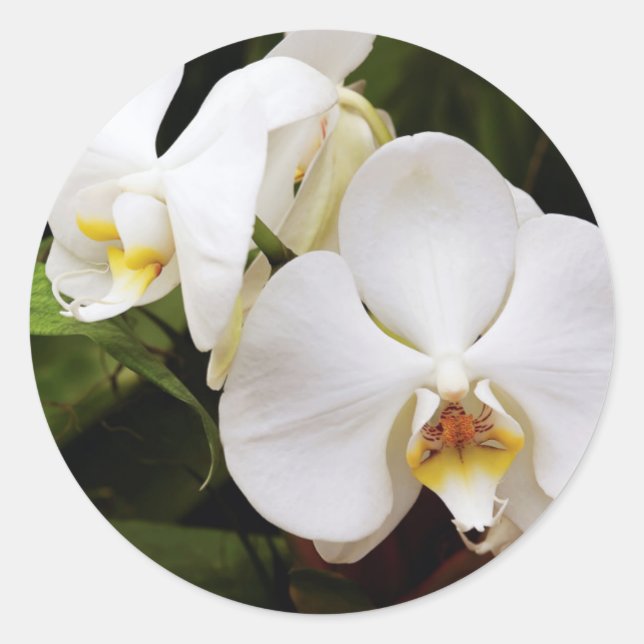 Sticker Rond Orchidée blanche (Phalaenopsis Aphrodite) (Devant)
